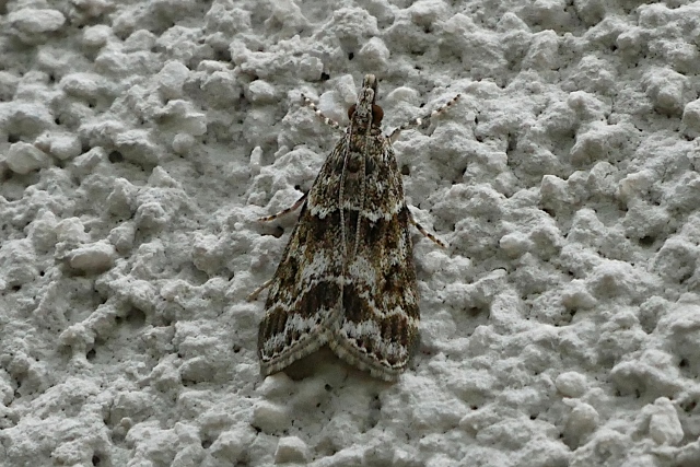 Crambidae: Eudonia lacustrata
